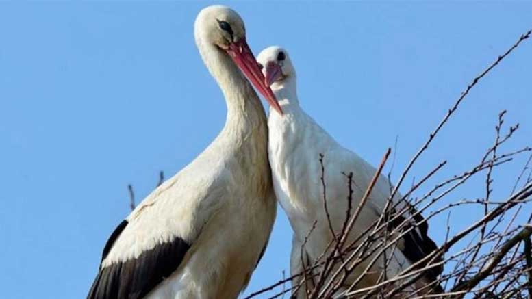 Bir Osmanlı Hassasiyeti Daha – Leylek Hastanesi