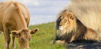 Sarı Öküz Sarı Öküz